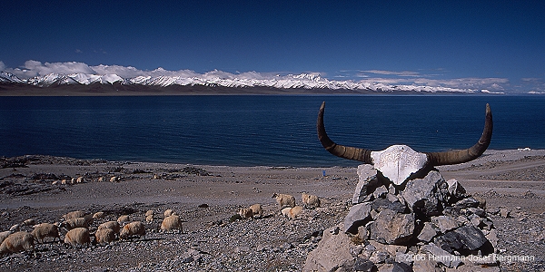 Ein Yak-Schädel markiert einer heilige Stätte am Nam-Tso-See - Tibet 2006 - (C)2006 by Hermann-Josef Bergmann